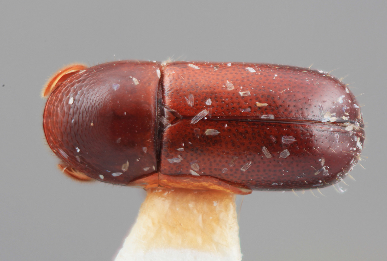 Genus / Species: Corthylus chiriquensis | Image Author: SM Smith | Location: Panamá, Chiriquí, Guadeloupe Arriba | Image Type: holotype | Collection: Entomology