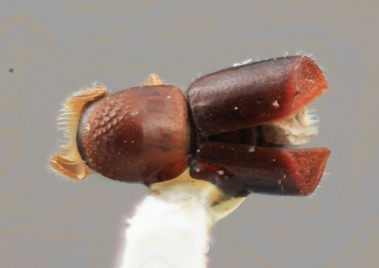 Genus / Species: Corthylus trunculus | Image Author: SM Smith | Location: Panamá, Chiriquí, El Hato del Volcán, 8 mi (13 km) S | Image Type: holotype | Collection: Entomology