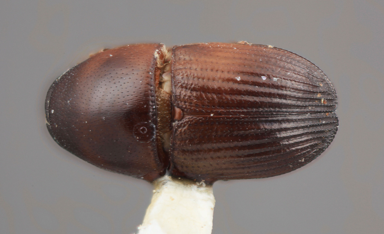 Genus / Species: Ceratolepis insignis | Image Author: SM Smith | Location: Costa Rica, Cartago, Moravia | Image Type: holotype | Collection: Entomology