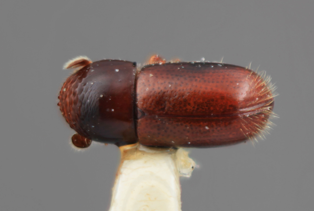 Genus / Species: Corthylus granulifer | Image Author: SM Smith | Location: Costa Rica, Cartago, Cartago, 15 km SE | Image Type: holotype | Collection: Entomology