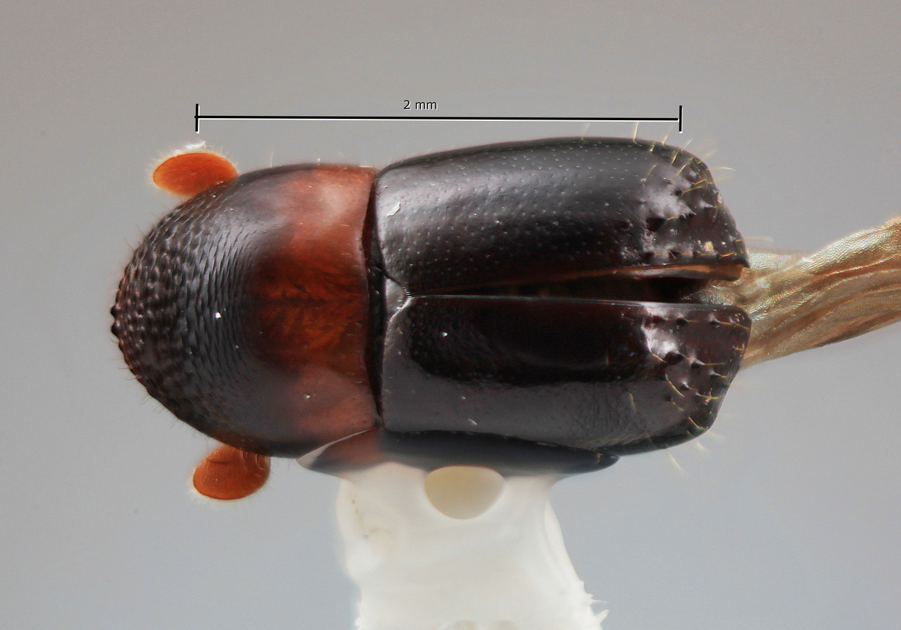 Genus / Species: Corthylus spinipennis | Image Author: SM Smith | Location: Costa Rica, Puntarenas, Est. Biol. las Alturas | Image Type: holotype | Collection: Entomology
