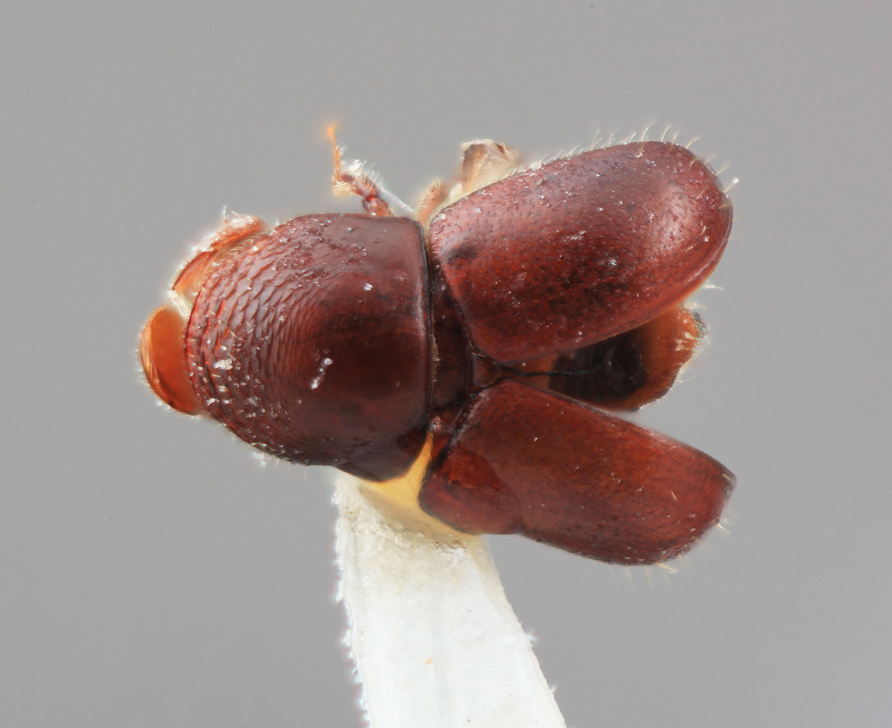 Genus / Species: Corthylus confertus | Image Author: SM Smith | Location: Venezuela, Bolivar, El Palmar, 30 km E | Image Type: holotype | Collection: Entomology