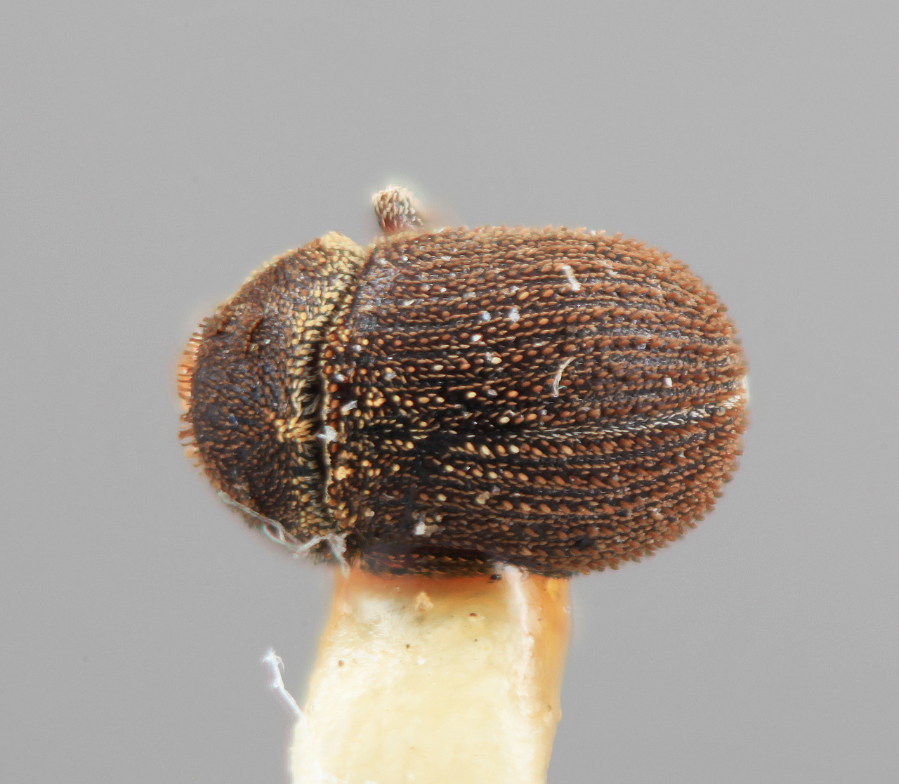 Genus / Species: Chaetophloeus phoradendri | Image Author: SM Smith | Location: Honduras, Francisco Morazán, El Zamorano | Image Type: holotype | Collection: Entomology