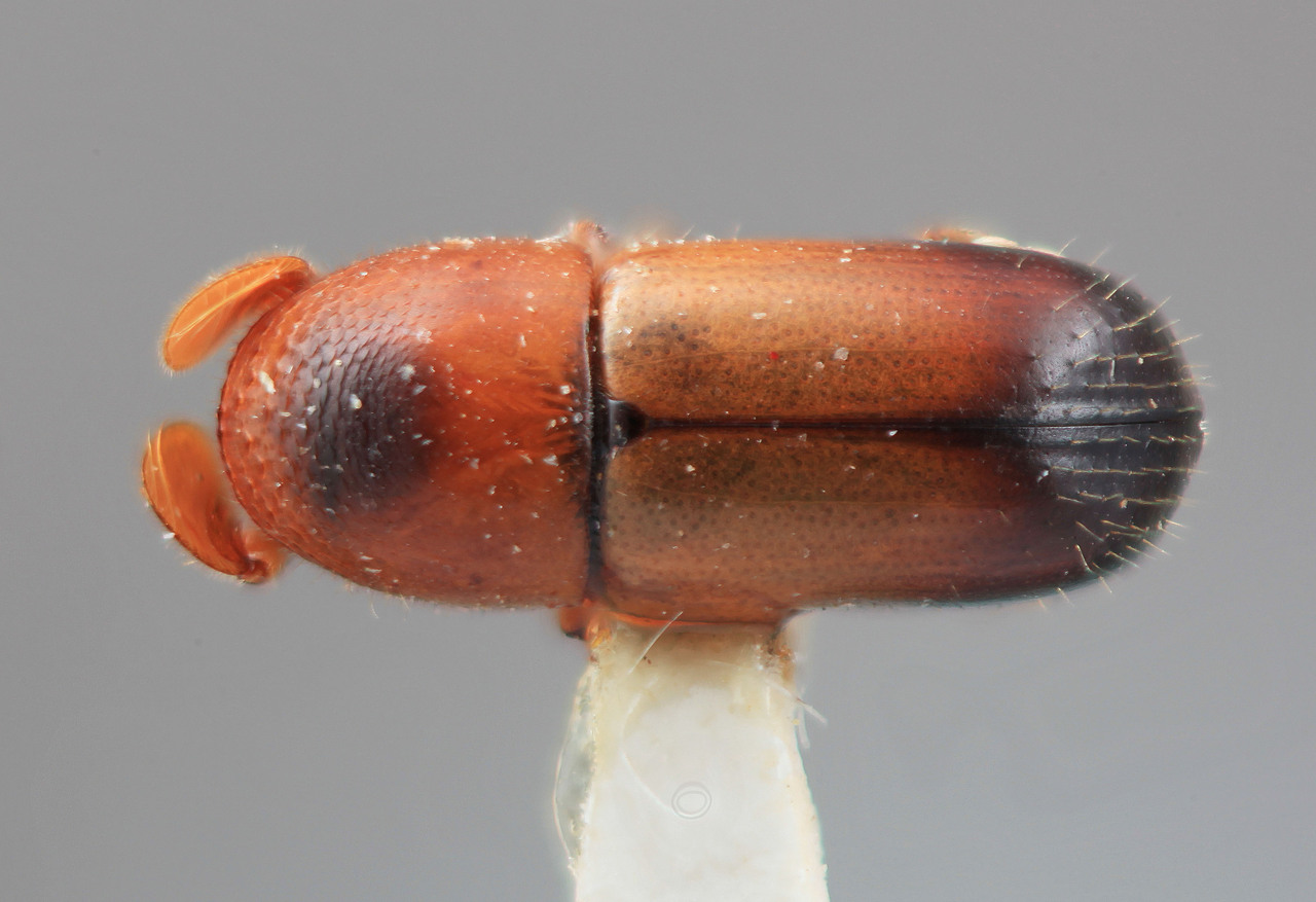 Genus / Species: Corthylus calamarius | Image Author: SM Smith | Location: Costa Rica, Heredia, Volcan Poas | Image Type: holotype | Collection: Entomology