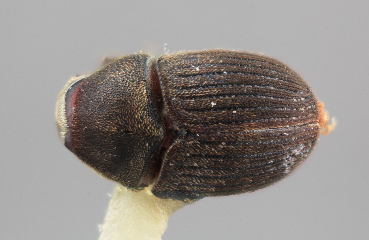 Genus / Species: Phrixosoma viriosum | Image Author: SM Smith | Location: Venezuela, Barinas, Socopo, 40 km SE | Image Type: holotype | Collection: Entomology