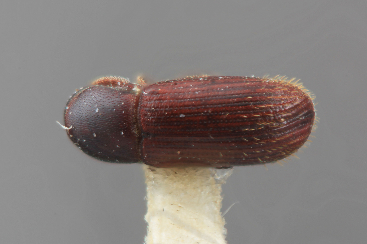 Genus / Species: Cnesinus meris | Image Author: SM Smith | Location: Colombia, Valle del Cauca, la Cumbre | Image Type: holotype | Collection: Entomology