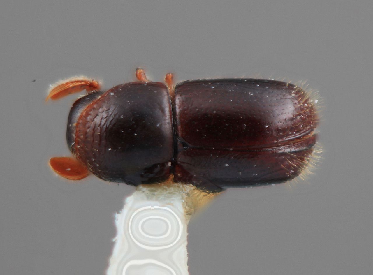 Genus / Species: Corthylus retusus | Image Author: SM Smith | Location: Costa Rica, Cartago, Tapanti | Image Type: holotype | Collection: Entomology