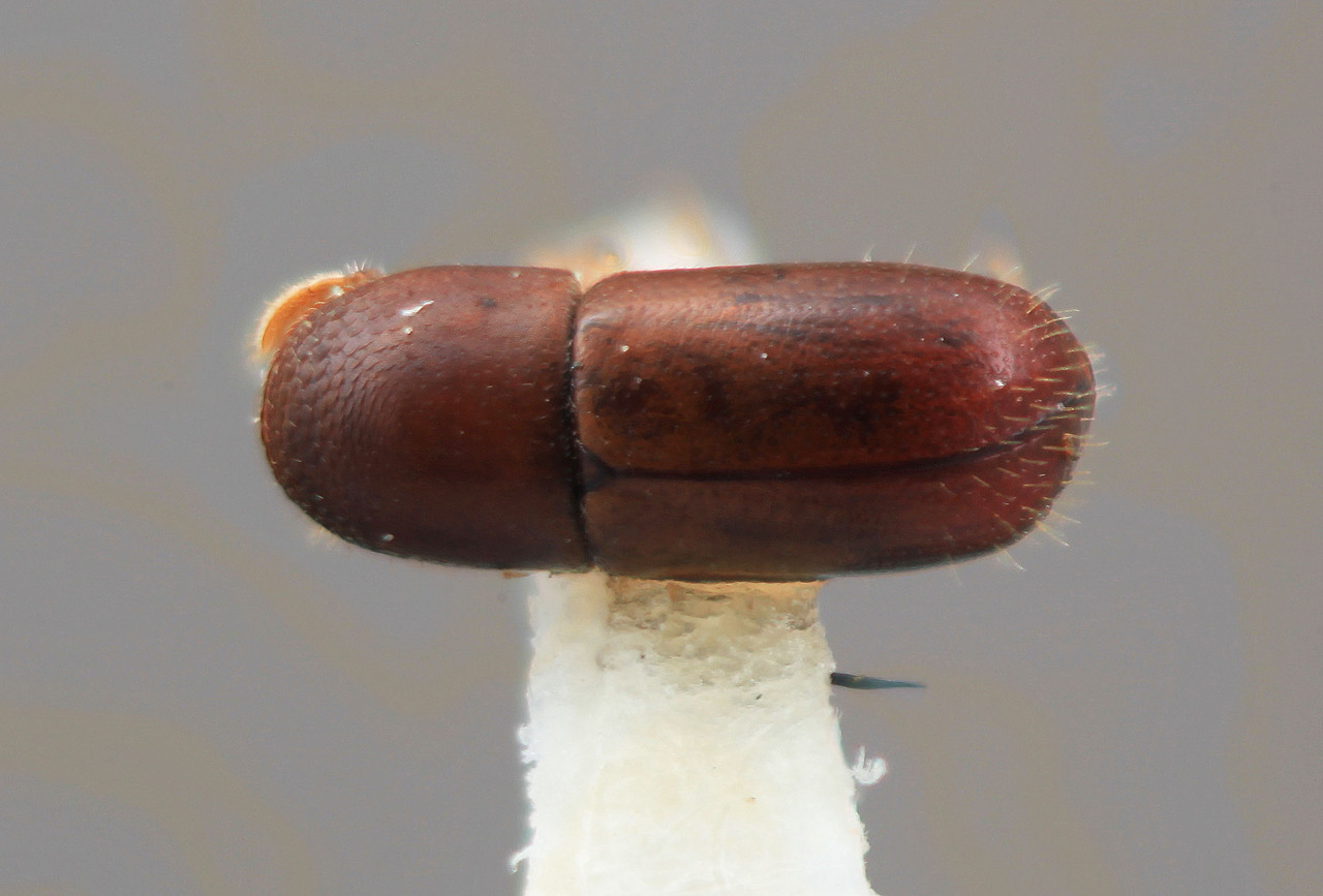 Genus / Species: Corthylus vochysiae | Image Author: SM Smith | Location: Venezuela, Mérida, La Carbonera, 50 km NE Merida | Image Type: holotype | Collection: Entomology