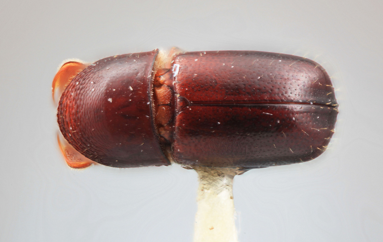 Genus / Species: Corthylus araguensis | Image Author: SM Smith | Location: Venezuela, Miranda, El Laurel Experimental Farm, 12 km SW Caracas | Image Type: holotype | Collection: Entomology