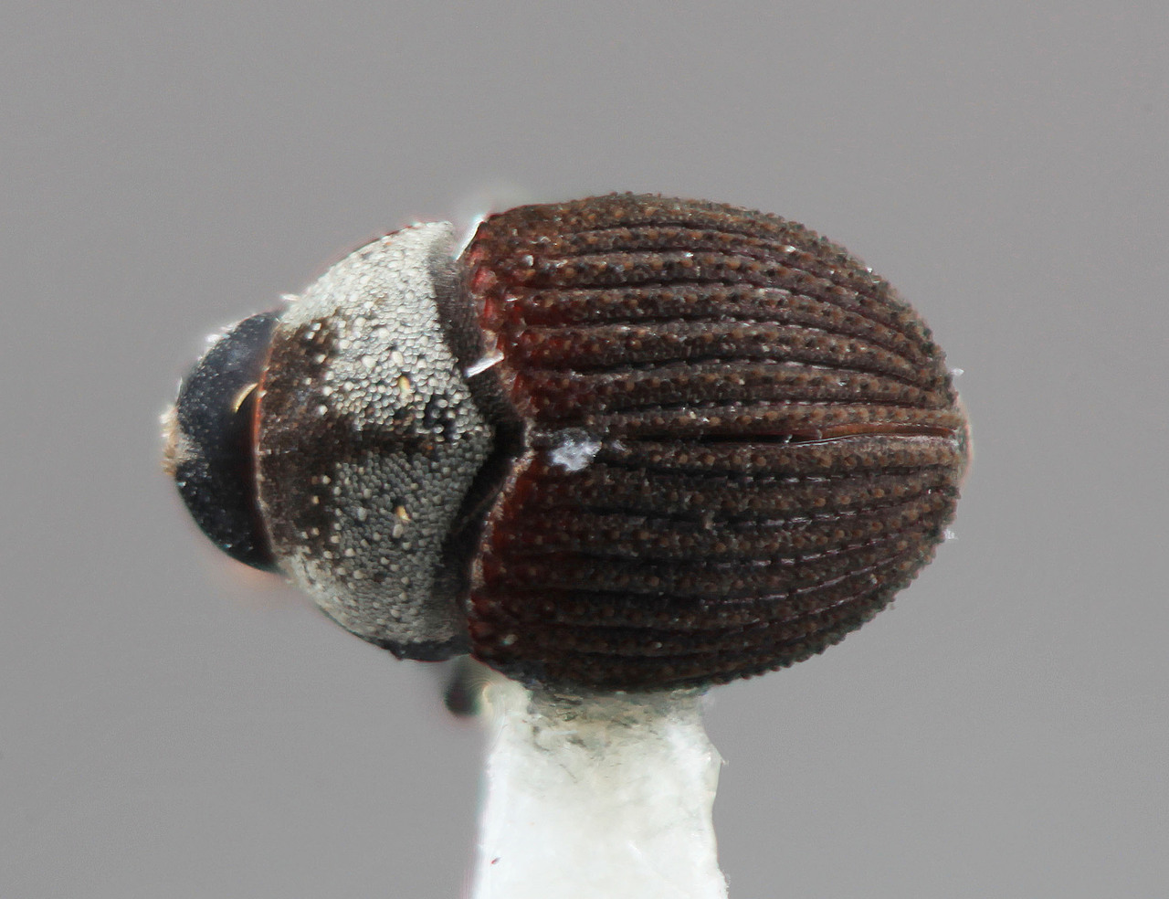 Genus / Species: Sphaerotrypes ranasinghei | Image Author: SM Smith | Location: Sri Lanka, Kanneliya, Gal. Dist. | Image Type: holotype | Collection: Entomology