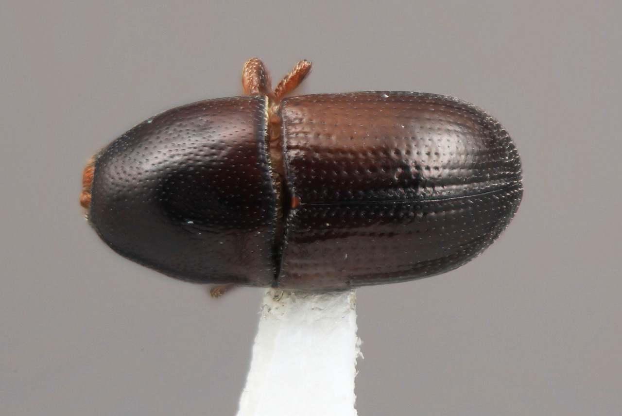 Genus / Species: Cnemonyx furvescens | Image Author: SM Smith | Location: Colombia, Santander, Montoya, 27 km E | Image Type: holotype | Collection: Entomology