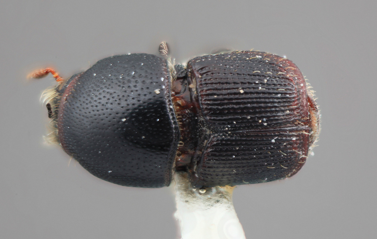 Genus / Species: Scolytus barinensis | Image Author: SM Smith | Location: Venezuela, Barinas, El Canton, 40 km E | Image Type: holotype | Collection: Entomology