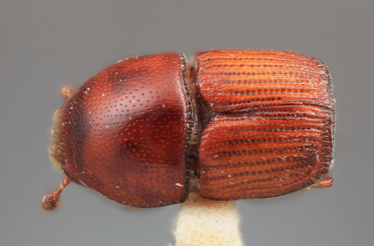 Genus / Species: Scolytus canellae | Image Author: SM Smith | Location: Brazil, unknown, Brazil (country / region) | Image Type: holotype | Collection: Entomology