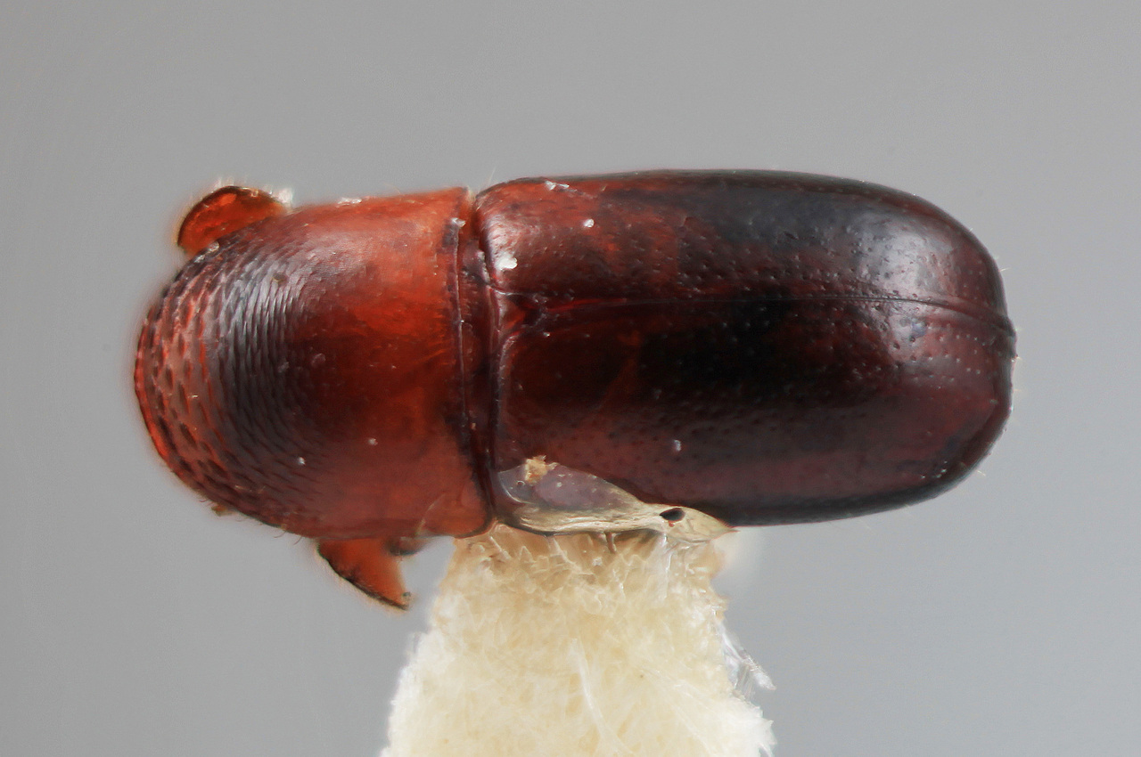 Genus / Species: Corthylus micacirrus | Image Author: SM Smith | Location: México, Guerrero, Chilapa | Image Type: holotype | Collection: Entomology