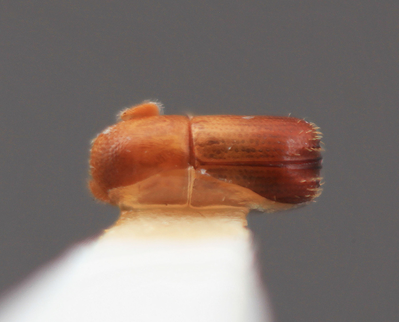 Genus / Species: Corthylus atomus | Image Author: SM Smith | Location: Panamá, Panamá, Isl. Barro Colorado | Image Type: holotype | Collection: Entomology