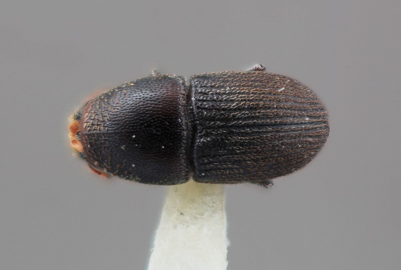 Genus / Species: Cnemonyx protivorus | Image Author: SM Smith | Location: Venezuela, Barinas, Socopo, 40 km SE | Image Type: holotype | Collection: Entomology