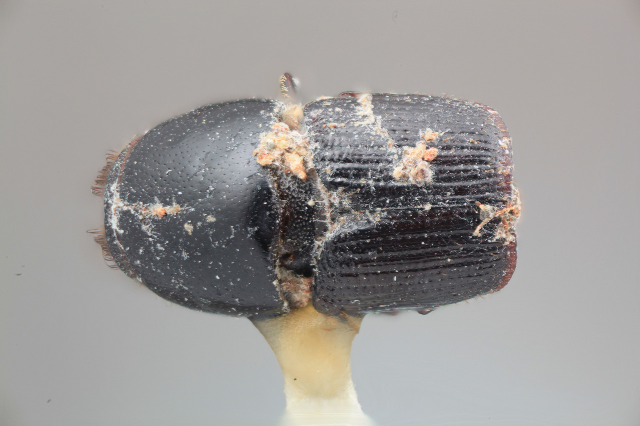 Genus / Species: Scolytus excavatus | Image Author: SM Smith | Location: Bolivia, Santa Cruz, Warnes | Image Type: holotype | Collection: Entomology