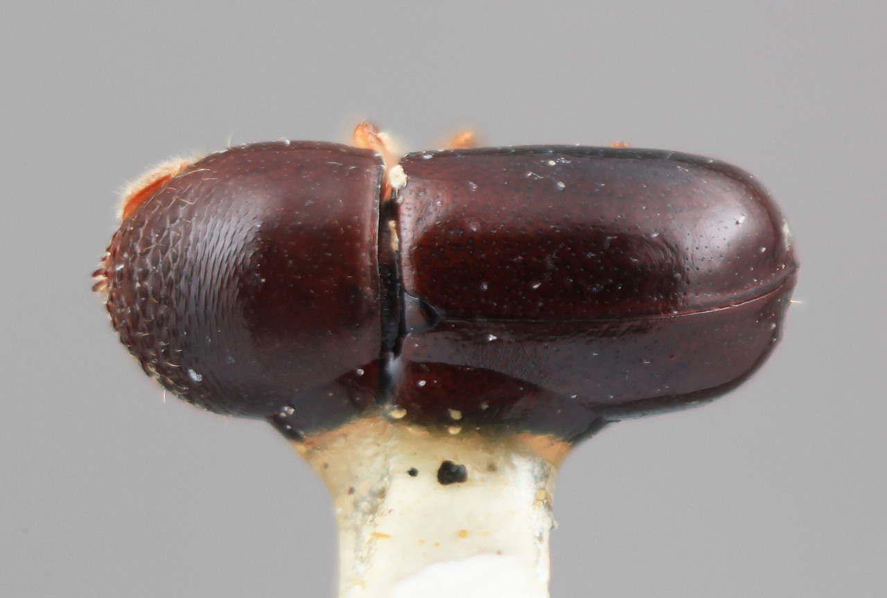 Genus / Species: Corthylus electinus | Image Author: SM Smith | Location: Costa Rica, Cartago, Tapanti | Image Type: holotype | Collection: Entomology