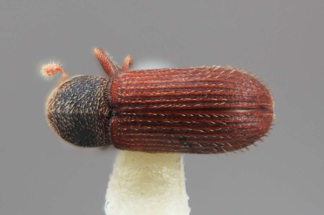 Genus / Species: Cnesinus lucaris | Image Author: SM Smith | Location: Venezuela, Mérida, Mérida | Image Type: holotype | Collection: Entomology