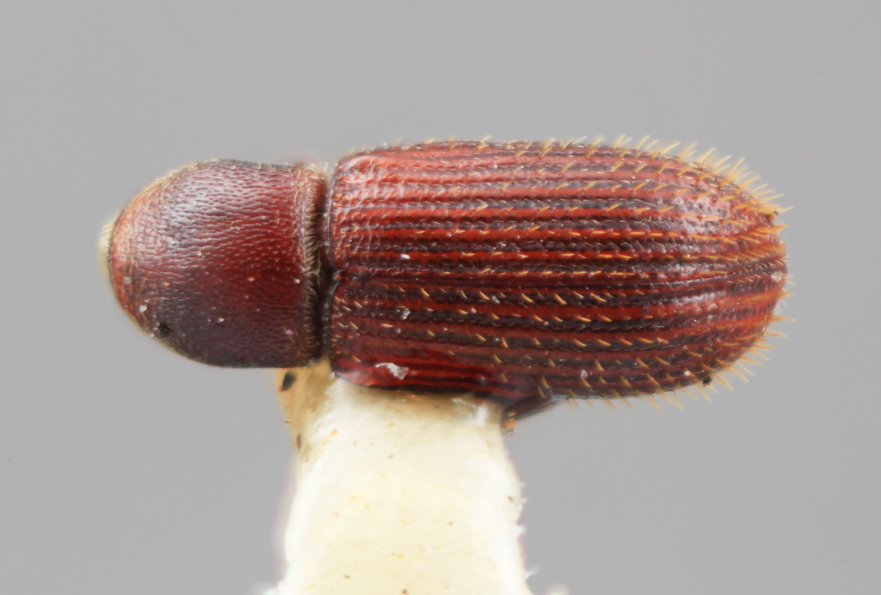 Genus / Species: Cnesinus atrocis | Image Author: SM Smith | Location: Panamá, Chiriquí, Cerro Punta | Image Type: holotype | Collection: Entomology