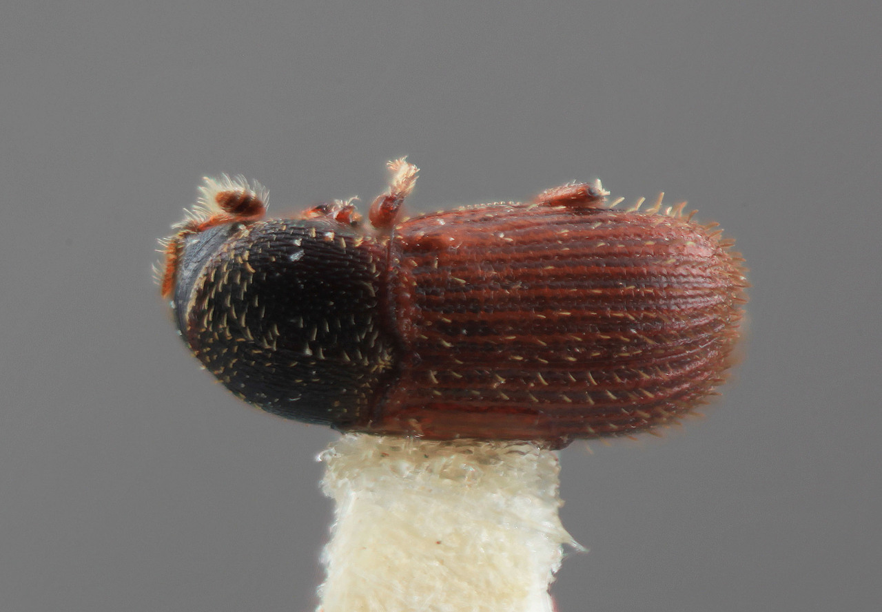 Genus / Species: Cnesinus foratus | Image Author: SM Smith | Location: Colombia, Valle del Cauca, Caicedonia | Image Type: holotype | Collection: Entomology