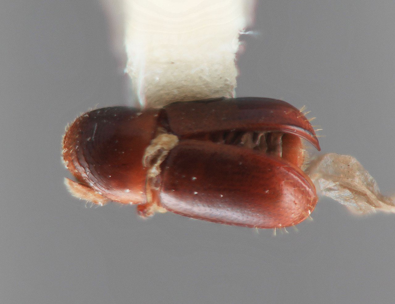 Genus / Species: Corthylus coffeae | Image Author: SM Smith | Location: Colombia, Valle del Cauca, Caicedonia | Image Type: holotype | Collection: Entomology