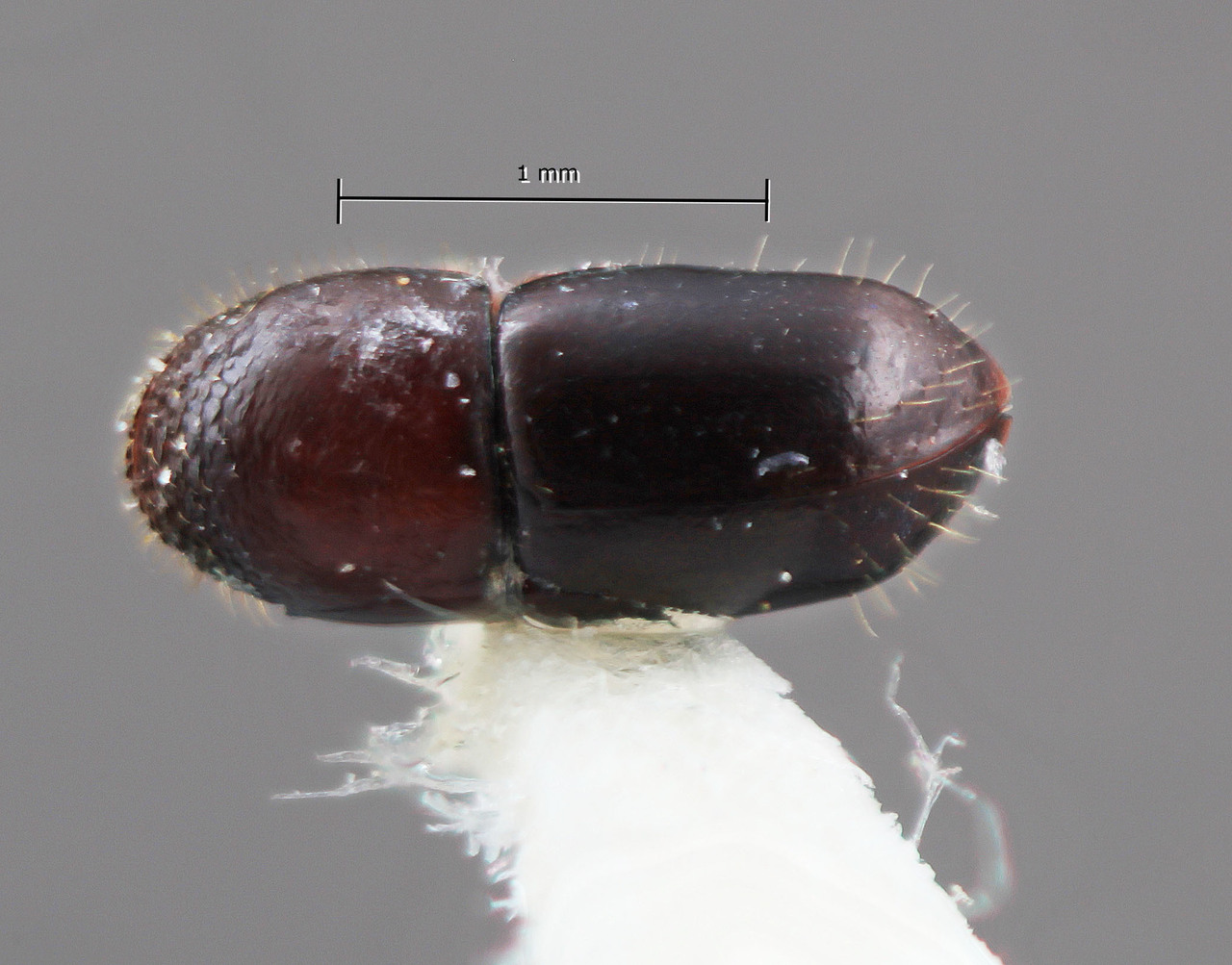 Genus / Species: Corthylus annexus | Image Author: SM Smith | Location: Costa Rica, Heredia, La Selva Biol. Sta., 3 km S Pto. Viejo | Image Type: holotype | Collection: Entomology