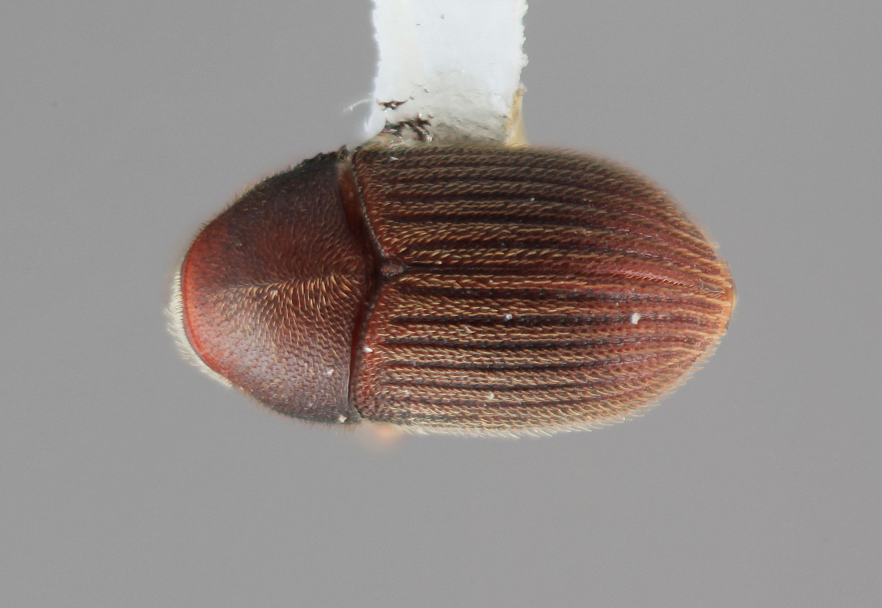 Genus / Species: Phrixosoma crebrum | Image Author: SM Smith | Location: Colombia, Valle del Cauca, Colonia, 8 km S | Image Type: holotype | Collection: Entomology
