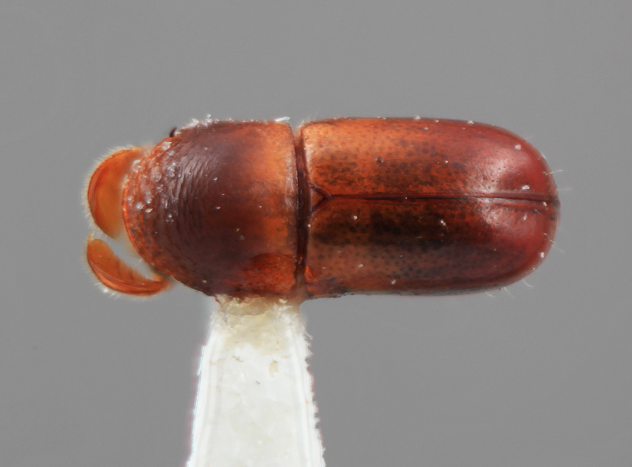 Genus / Species: Corthylus collaris | Image Author: SM Smith | Location: Costa Rica, Cartago, Cartago, 16 km SE | Image Type: holotype | Collection: Entomology