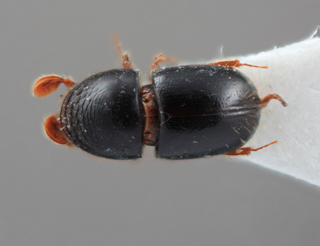 Genus / Species: Corthylus crassus | Image Author: SM Smith | Location: Fr. Guiana, Cayenne, Petit-Saut | Image Type: holotype | Collection: Entomology