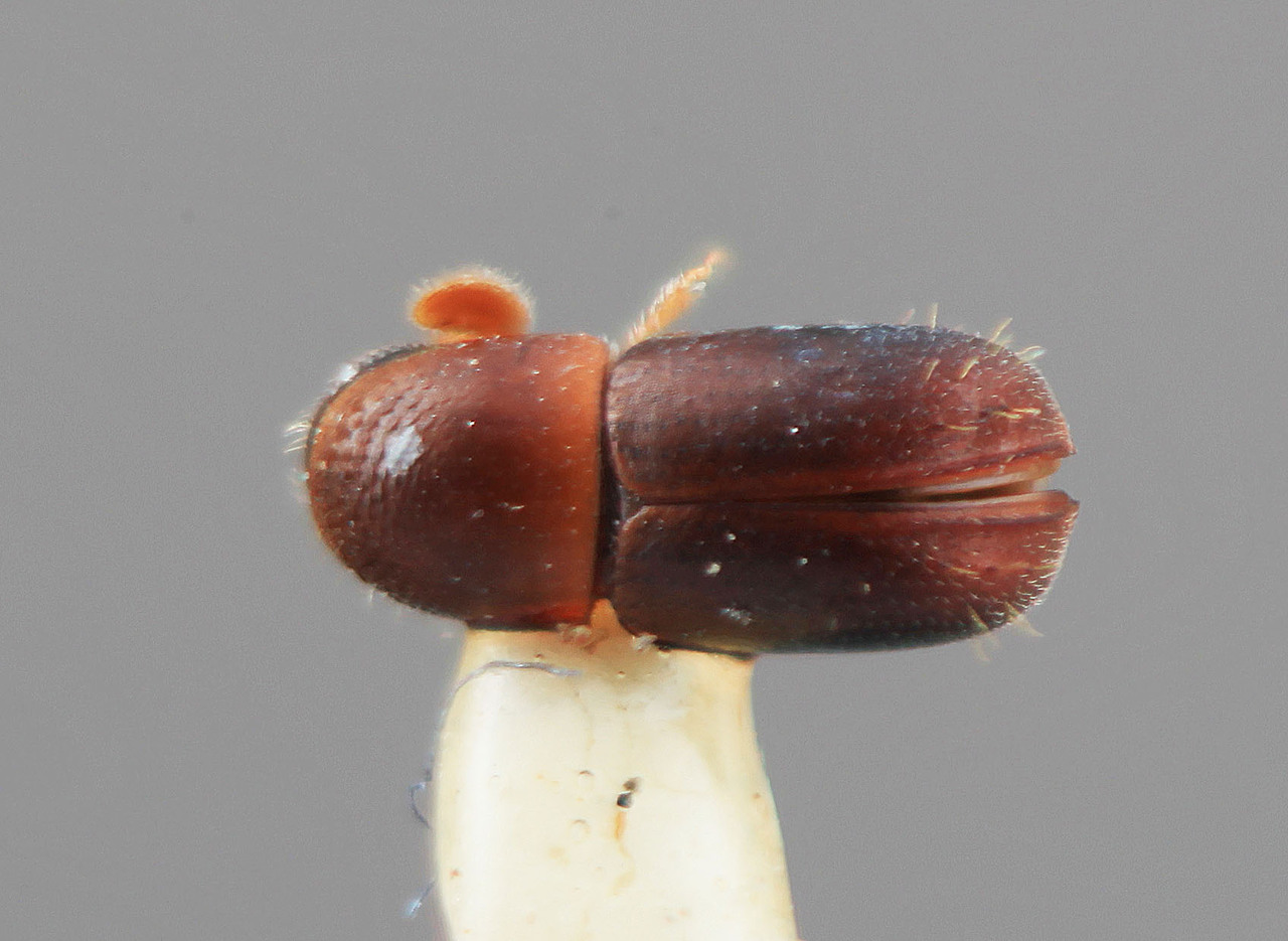 Genus / Species: Corthylus oculatus | Image Author: SM Smith | Location: Costa Rica, Limón, Pandora | Image Type: holotype | Collection: Entomology