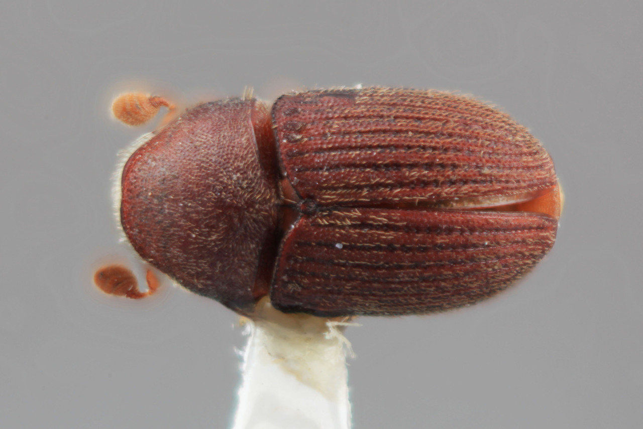 Genus / Species: Phrixosoma clusiae | Image Author: SM Smith | Location: Honduras, Francisco Morazán, El Zamorano | Image Type: holotype | Collection: Entomology