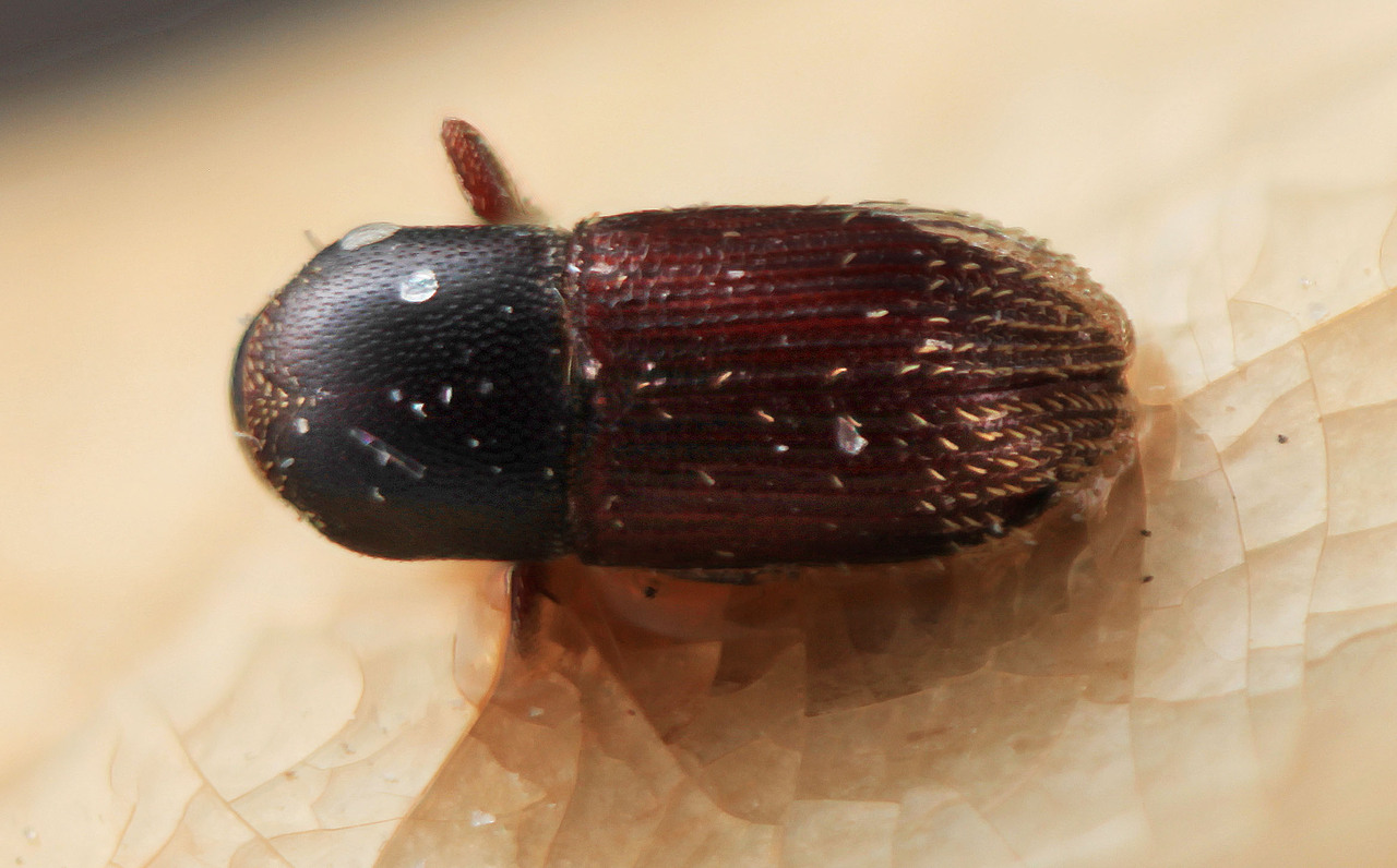 Genus / Species: Cnesinus schulzi | Image Author: SM Smith | Location: Suriname, Jodensavvane | Image Type: holotype | Collection: Entomology