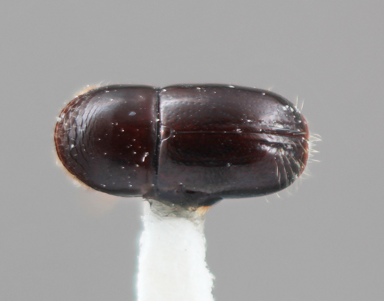 Genus / Species: Corthylus garai | Image Author: SM Smith | Location: Costa Rica, Cartago, Turrialba | Image Type: holotype | Collection: Entomology