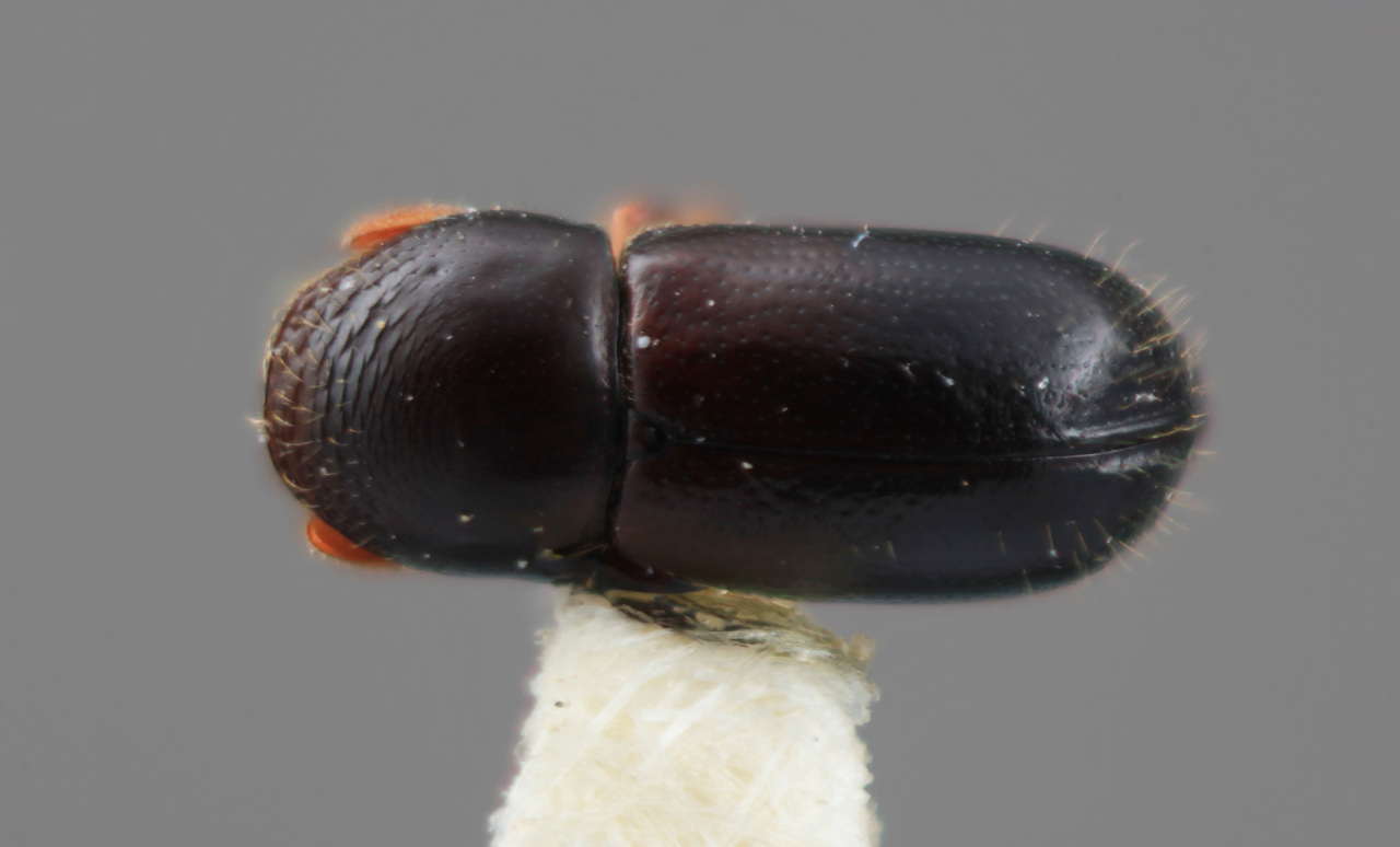 Genus / Species: Corthylus equihuai | Image Author: SM Smith | Location: México, Puebla, Apulco | Image Type: holotype | Collection: Entomology