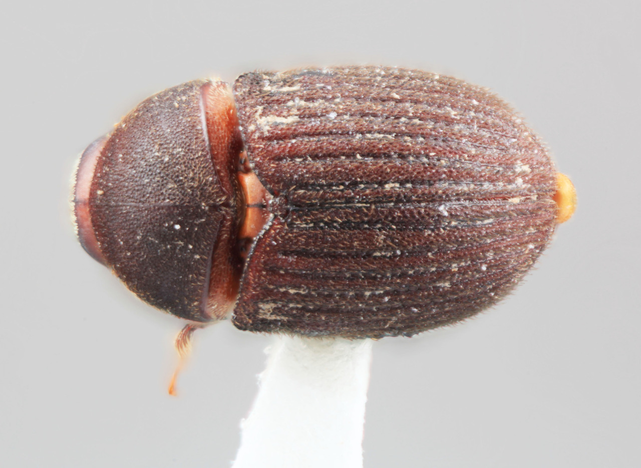 Genus / Species: Phrixosoma frustratum | Image Author: SM Smith | Location: Colombia, Valle del Cauca, Colonia, 8 km S | Image Type: holotype | Collection: Entomology