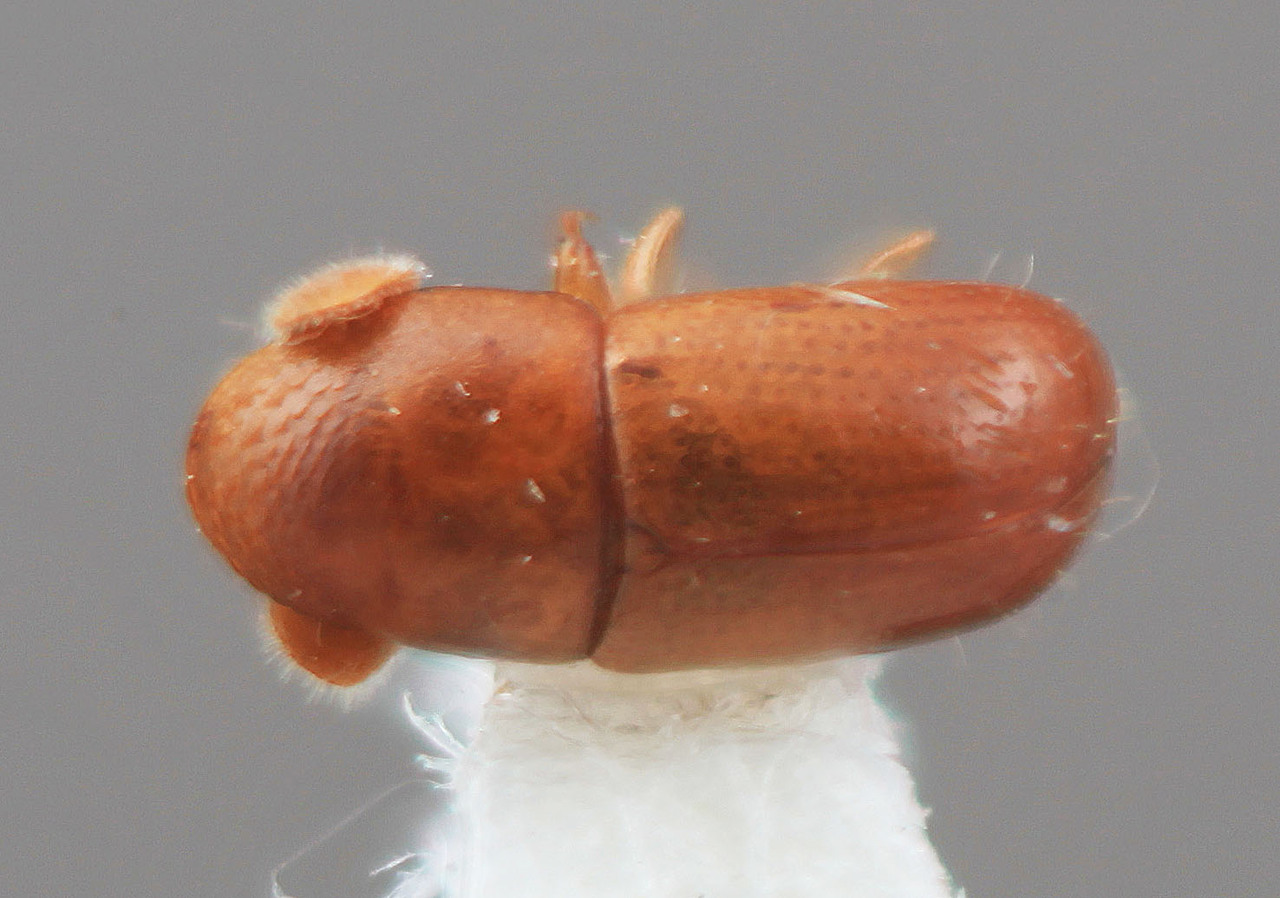 Genus / Species: Corthylus minulus | Image Author: SM Smith | Location: Costa Rica, Heredia, La Selva Biol. Sta., 3 km S Pto. Viejo | Image Type: holotype | Collection: Entomology