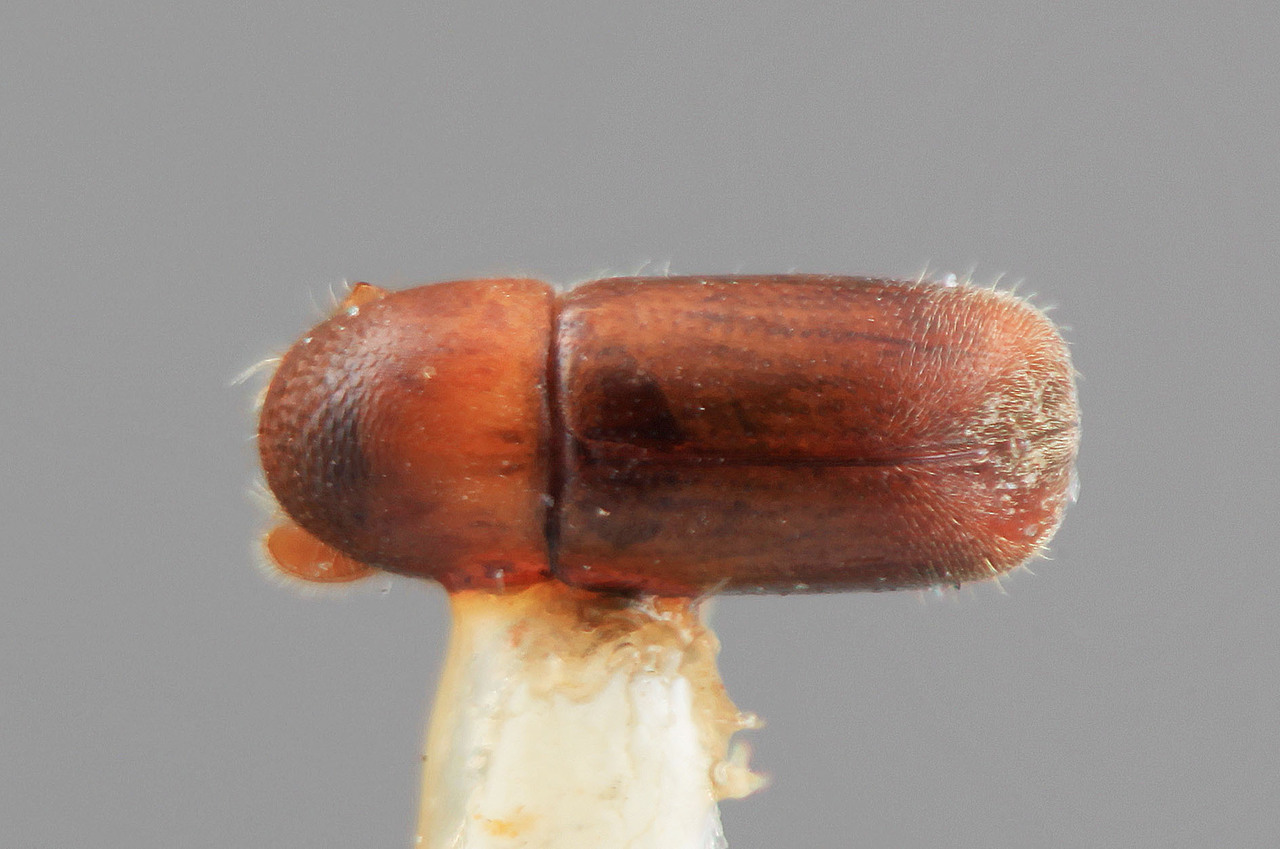 Genus / Species: Corthylus villifer | Image Author: SM Smith | Location: Costa Rica, Cartago, Cartago, 15 km SE | Image Type: holotype | Collection: Entomology