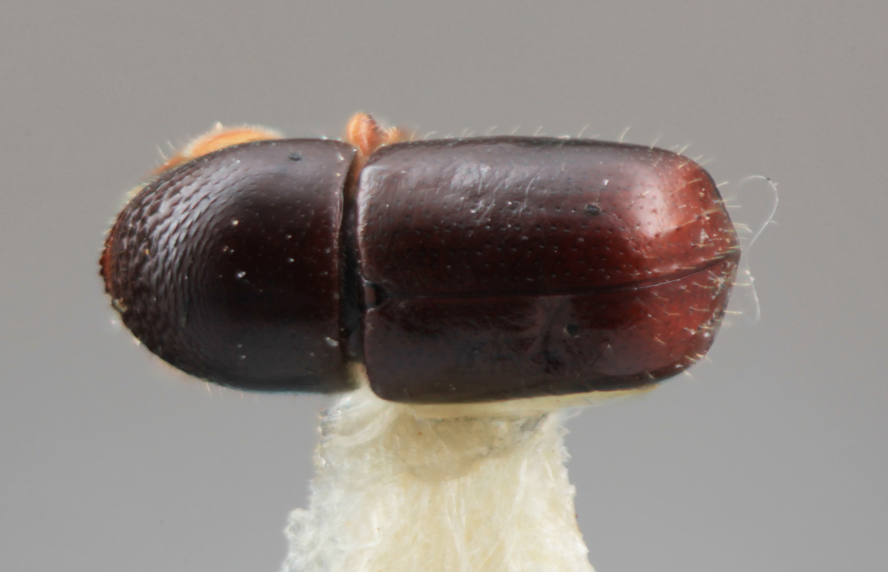 Genus / Species: Corthylus lustratus | Image Author: SM Smith | Location: México, Morelos, El Texcal | Image Type: holotype | Collection: Entomology