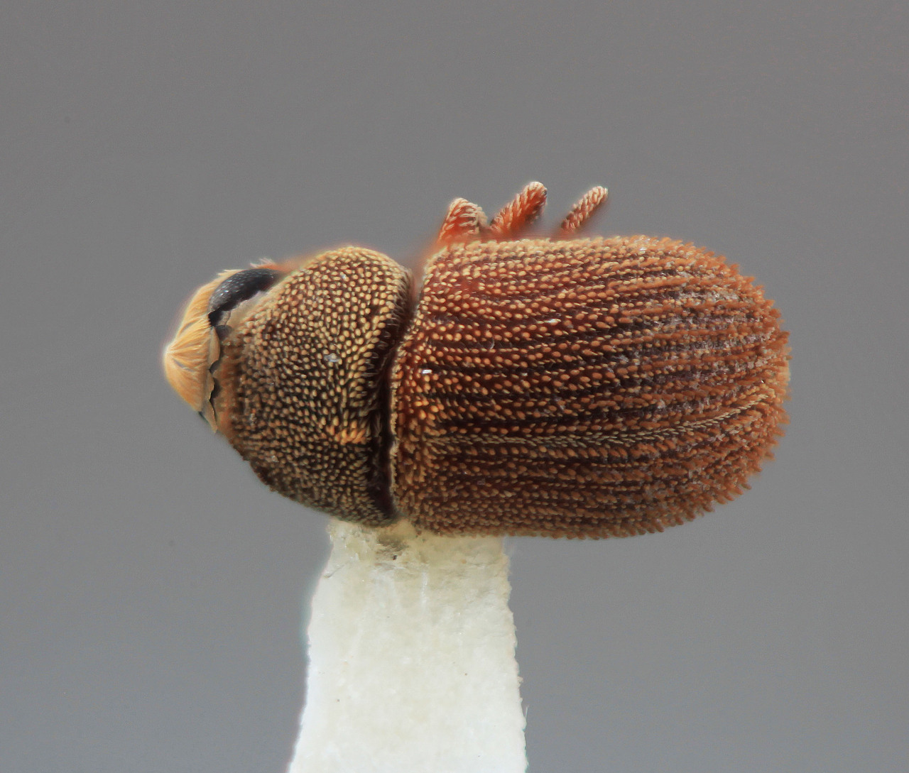 Genus / Species: Chaetophloeus andinus | Image Author: SM Smith | Location: Venezuela, Mérida, Lagunillas, 3 km E | Image Type: holotype | Collection: Entomology