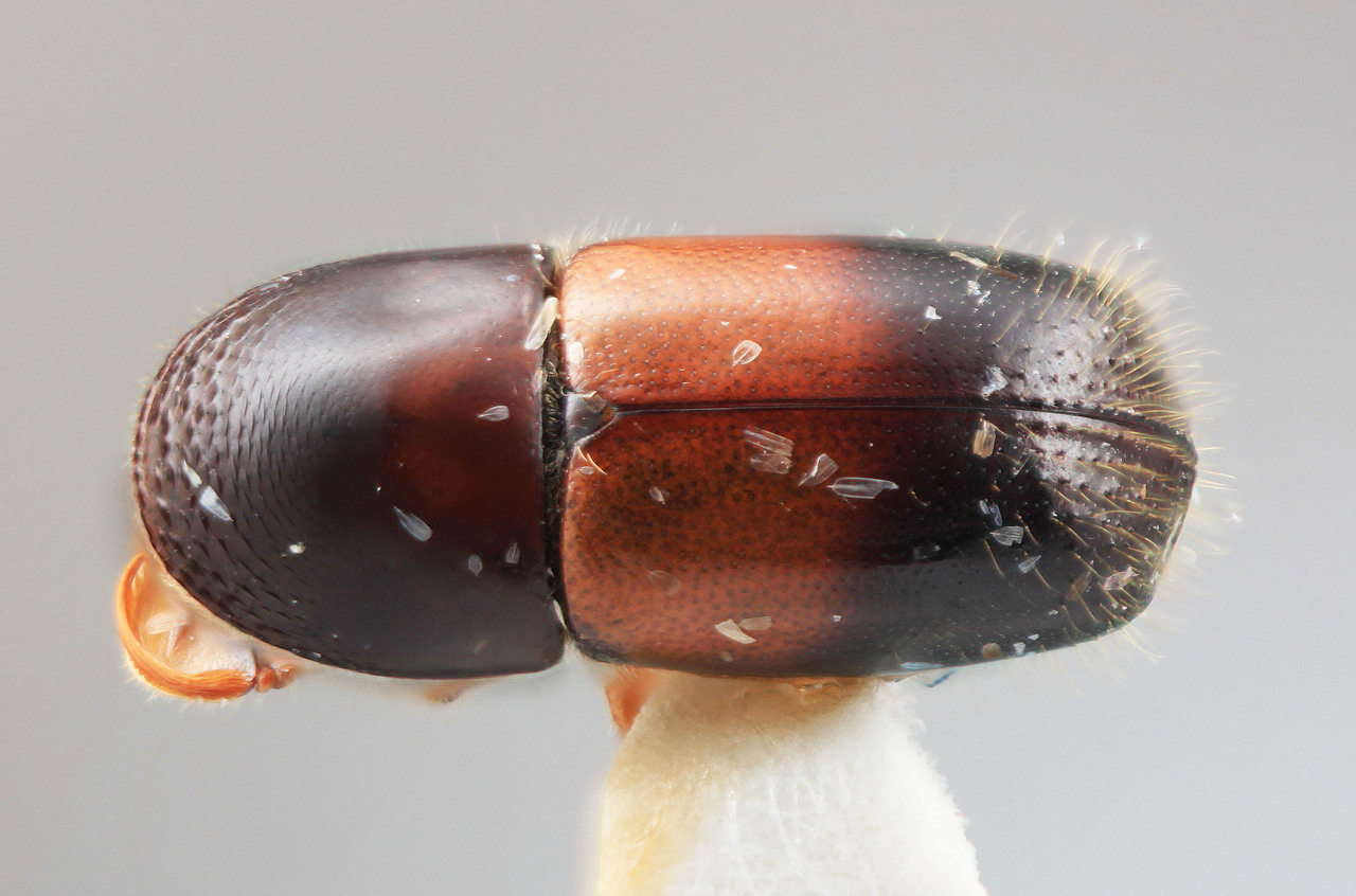 Genus / Species: Corthylus tuberculifer | Image Author: SM Smith | Location: Panamá, Chiriquí, Guadeloupe Arriba | Image Type: holotype | Collection: Entomology