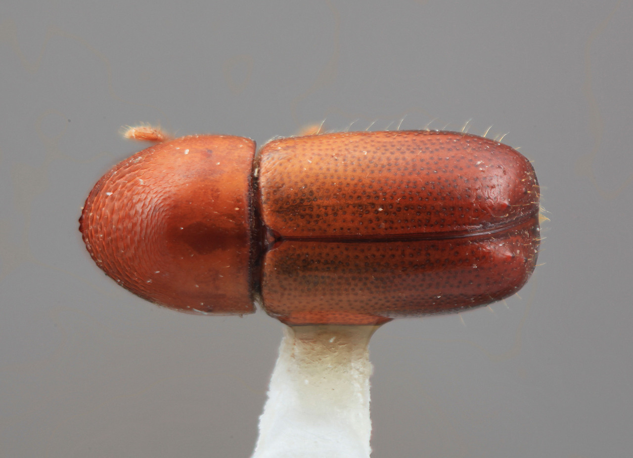 Genus / Species: Corthylus convexifrons | Image Author: SM Smith | Location: Venezuela, Mérida, La Mucuy | Image Type: holotype | Collection: Entomology
