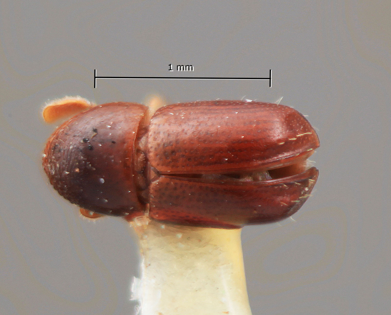Genus / Species: Corthylus minimus | Image Author: SM Smith | Location: Honduras, Atlántida, La Ceiba | Image Type: holotype | Collection: Entomology