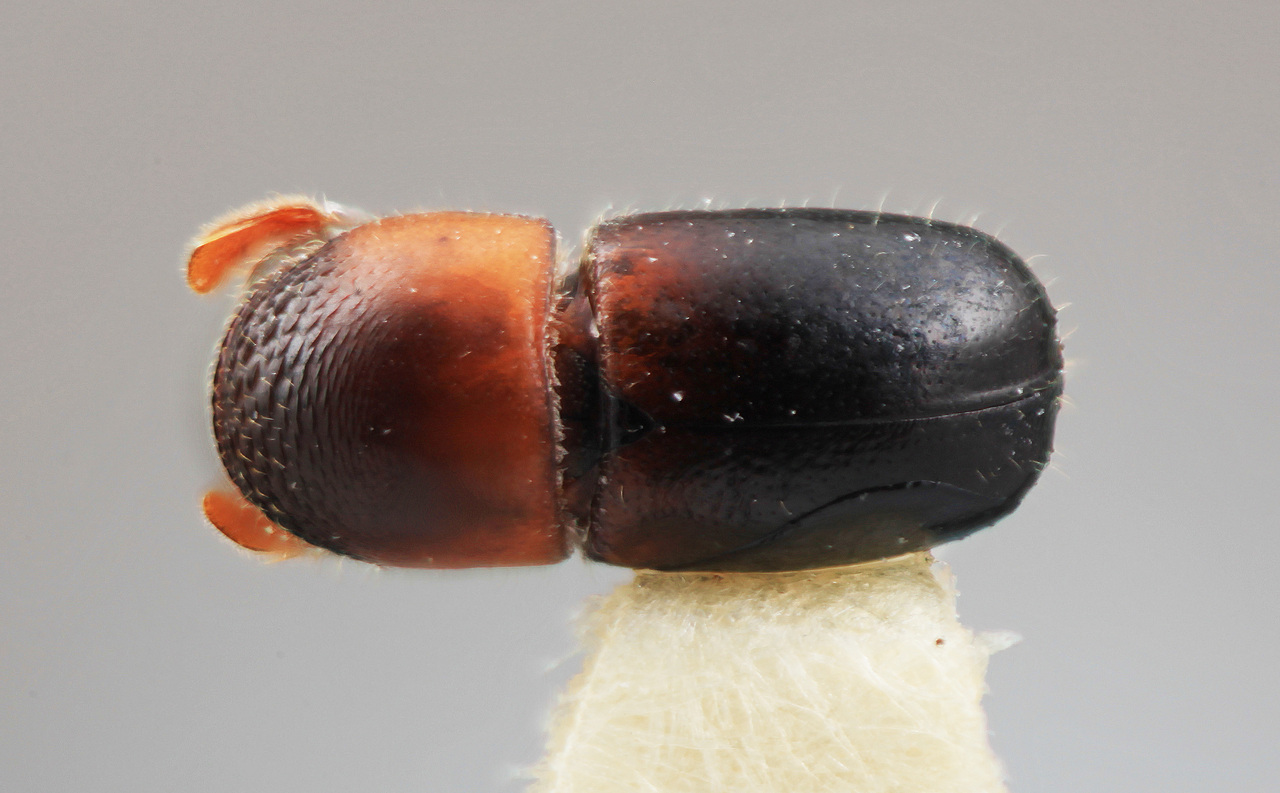Genus / Species: Corthylus noguerai | Image Author: SM Smith | Location: México, Veracruz, San Andrés Tlalnehuayacan | Image Type: holotype | Collection: Entomology