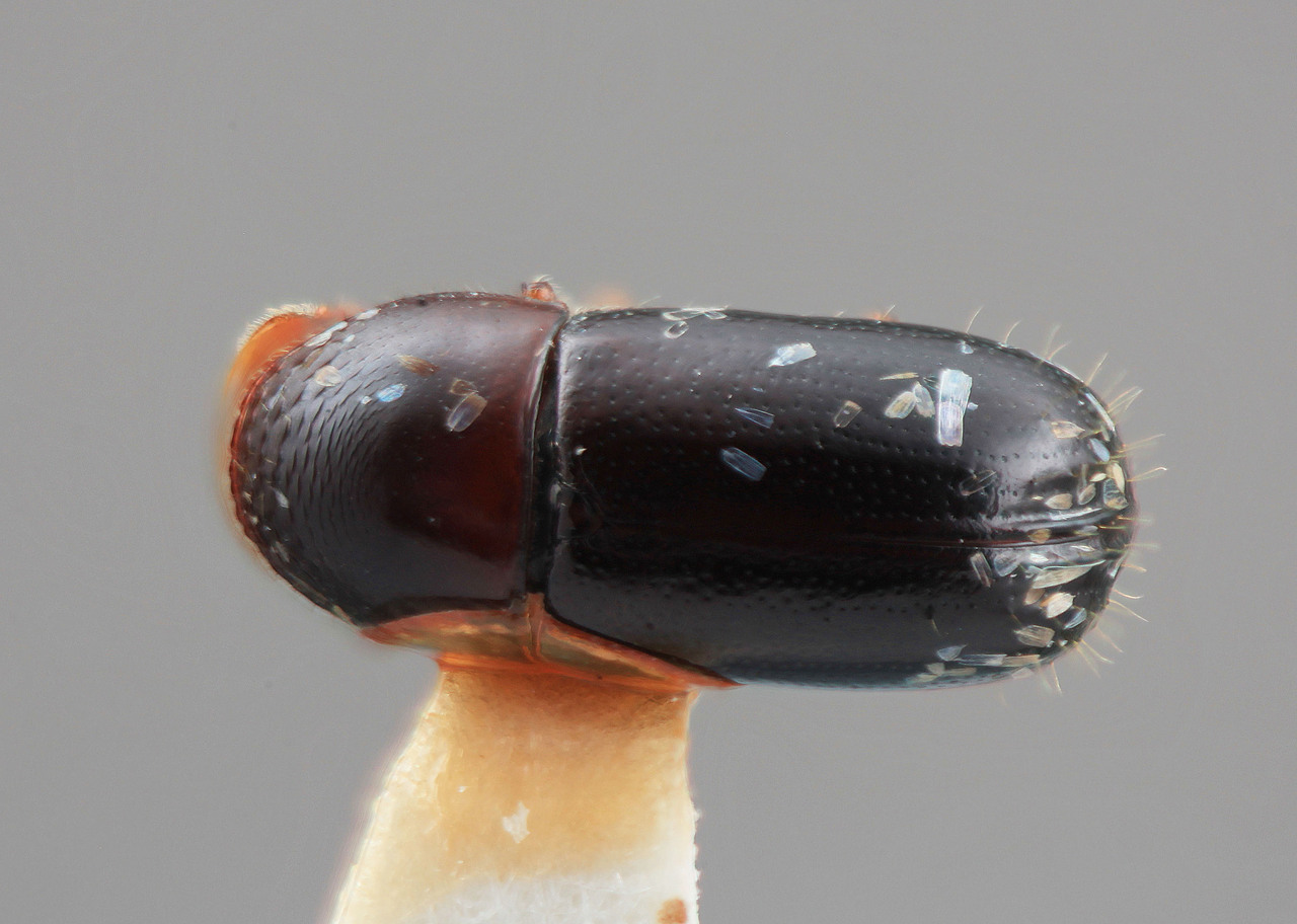 Genus / Species: Corthylus splendidulus | Image Author: SM Smith | Location: Panamá, Chiriquí, Guadeloupe Arriba | Image Type: holotype | Collection: Entomology