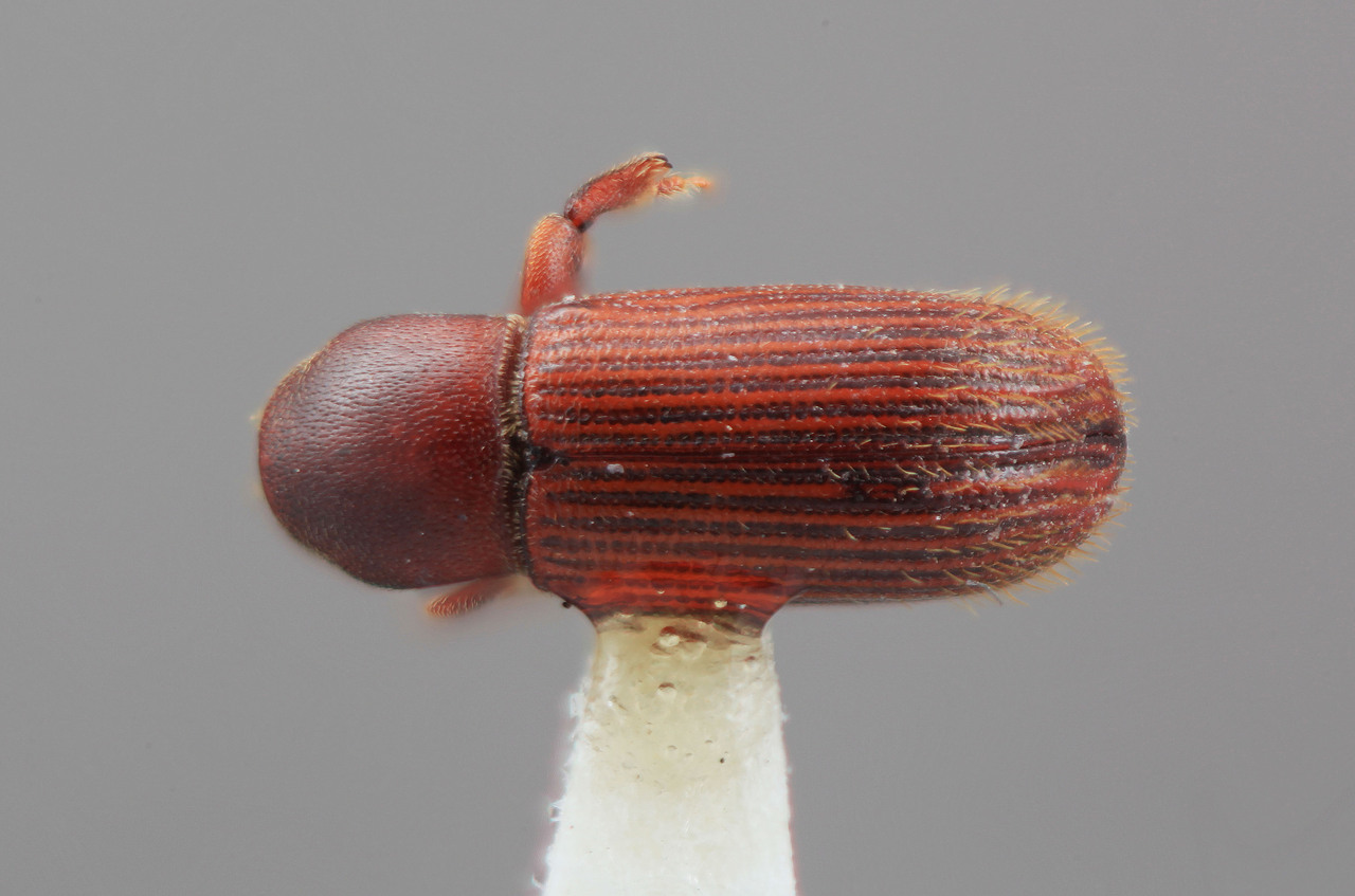Genus / Species: Cnesinus fulgens | Image Author: SM Smith | Location: Venezuela, Mérida, La Carbonera, 50 km NE Merida | Image Type: holotype | Collection: Entomology