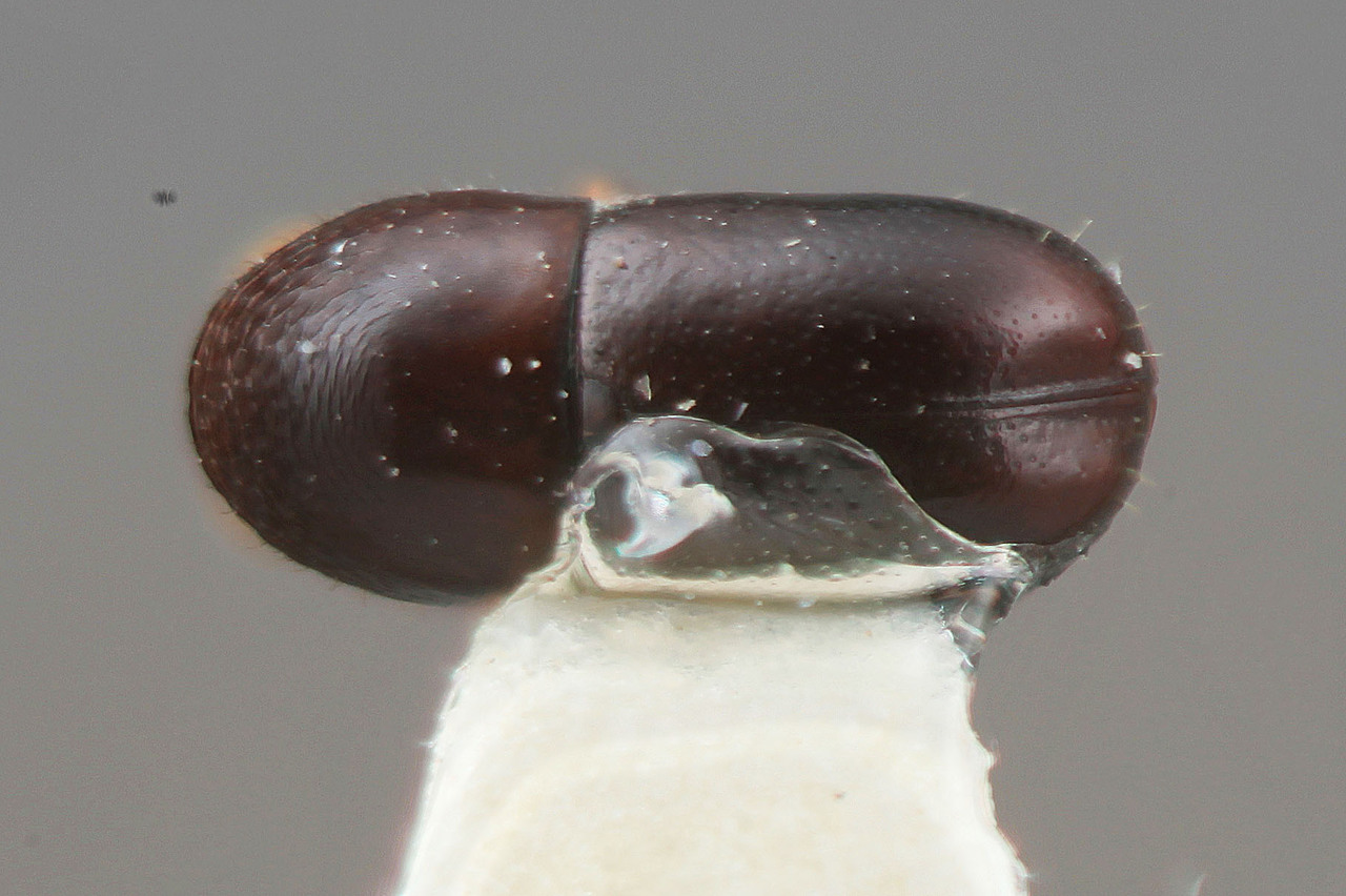 Genus / Species: Corthylus simplicis | Image Author: SM Smith | Location: Costa Rica, Heredia, La Selva Biol. Sta., 3 km S Pto. Viejo | Image Type: holotype | Collection: Entomology