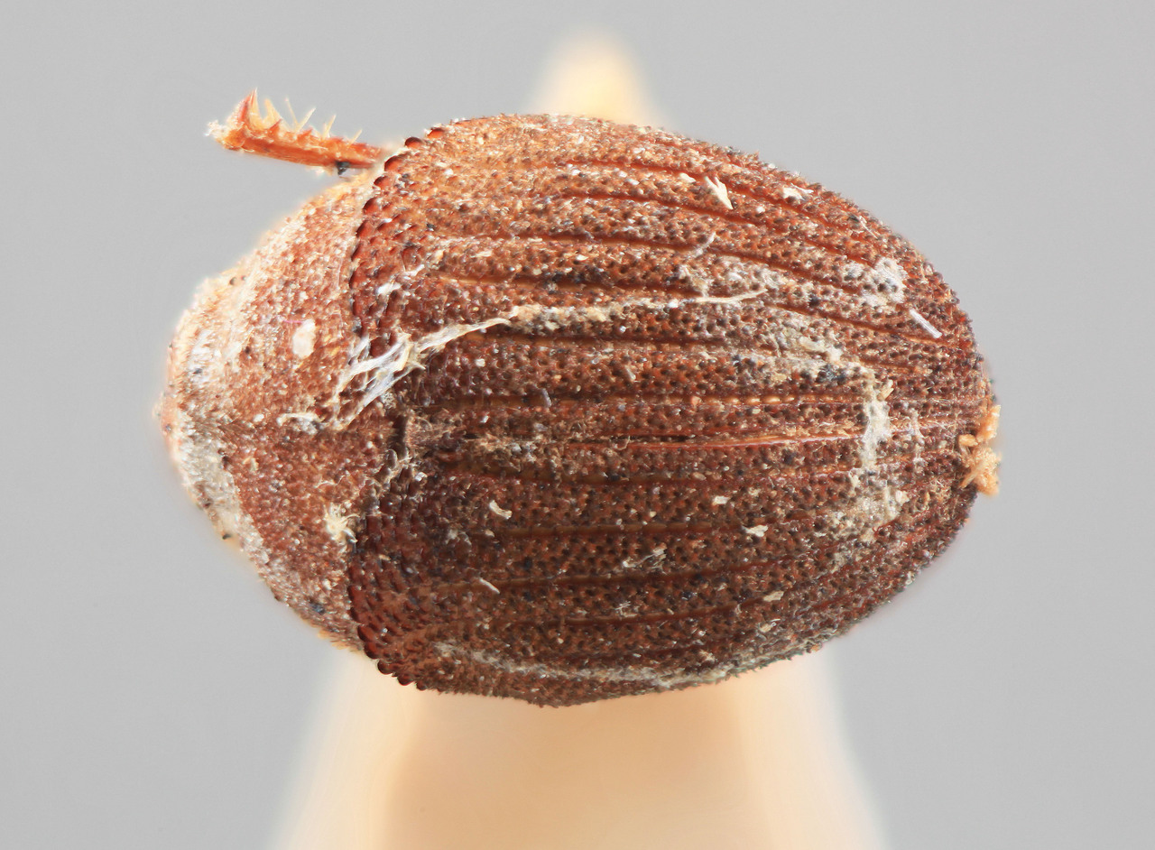 Genus / Species: Sphaerotrypes bengalensis | Image Author: SM Smith | Location: India, West Bengal, Samsingh, Kalimpong | Image Type: holotype | Collection: Entomology