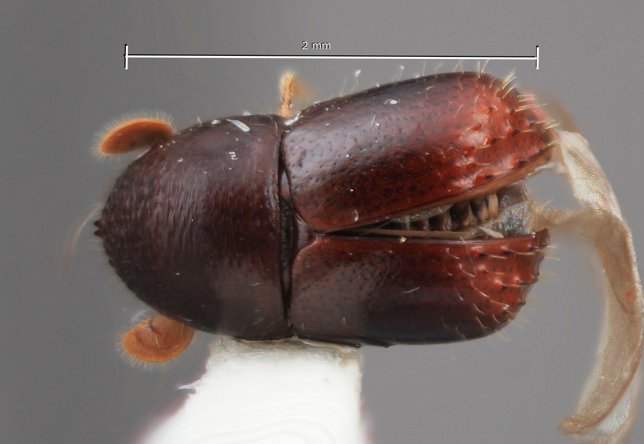 Genus / Species: Corthylus spinosus | Image Author: SM Smith | Location: México, Veracruz, Fortin de las Flores | Image Type: holotype | Collection: Entomology