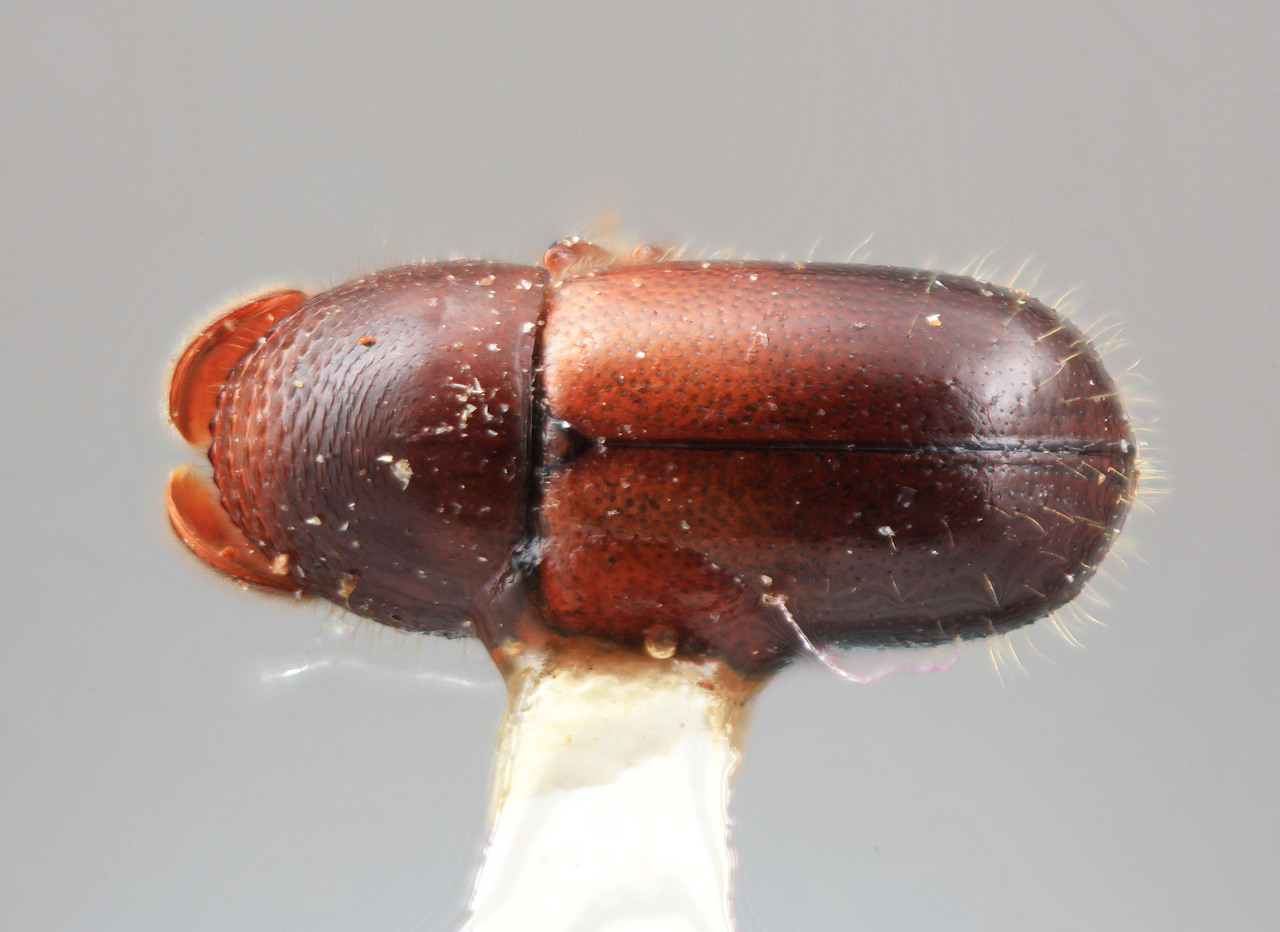 Genus / Species: Corthylus brunnescens | Image Author: SM Smith | Location: Costa Rica, Heredia, Volcan Poas | Image Type: holotype | Collection: Entomology